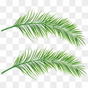 Transparent Palm Leaves , Png Download - Transparent Background Palm Leaf Png, Png Download - tropical leaves png