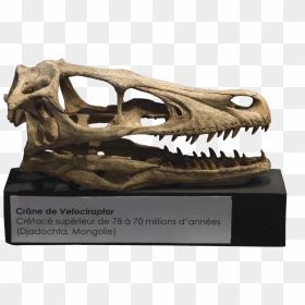 Velociraptor Skull Crâne - Transparent Dinosaur Skull Png, Png Download - velociraptor png