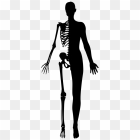 Transparent Scary Girl Png - Half Human Half Skeleton, Png Download - human silhouette png
