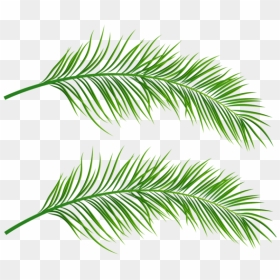 Free Png Palm Leaves Transparent Png Images Transparent - Palm Leaf Png Transparent, Png Download - palm leaves png
