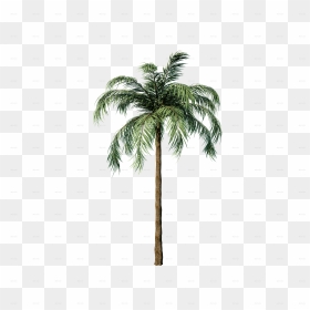 Attalea Speciosa, HD Png Download - palms png