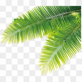 Tropical Tropics Plant Computer File Free Hq Image - Transparent Background Tropical Plants Png, Png Download - tropical leaves png