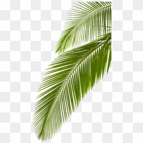 Arecaceae Leaf Stock Photography Palm Branch Royalty-free - Palm Leaf Transparent Background, HD Png Download - palm leaves png