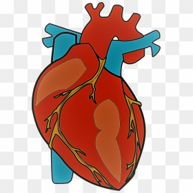 Photo Courtesy Of Pixabay - Transparent Background Human Heart Png, Png Download - human heart png