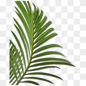 Your First Time Is Always Free - Leaves Png Isolated, Transparent Png - palm leaves png