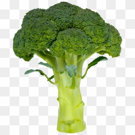 Broccoli A Simple Or Complex Carbohydrate, HD Png Download - broccoli png
