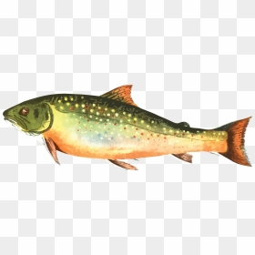 Free Clipart Of A Trout Fish - Brook Trout Clipart, HD Png Download - fishing png