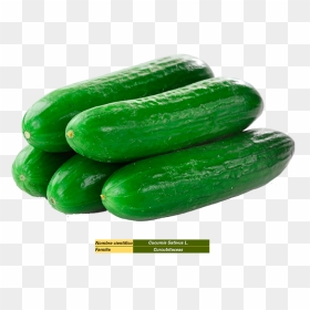 Cucumber In Saudi Arabia , Png Download - Cucumber Png, Transparent Png - cucumber png