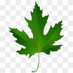 Maple Leaf Png Clip Art, Transparent Png - maple leaf png