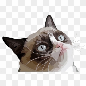 Thumb Image - Grumpy Cat Png, Transparent Png - grumpy cat png
