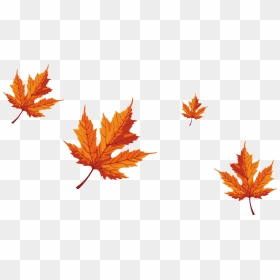 Maple Leaf Red Maple - Falling Maple Tree Leaves, HD Png Download - maple leaf png