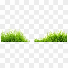 Transparent Lawn Grass Png, Png Download - green png