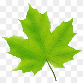 Maple Leaf Png Png Stock , Png Download - Green Maple Leaf Clipart, Transparent Png - maple leaf png