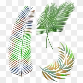 Png Daun Kelapa, Transparent Png - palm leaves png
