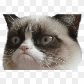 15 Grumpy Cat Png For Free Download On Mbtskoudsalg - Grumpy Cat Face Png, Transparent Png - grumpy cat png
