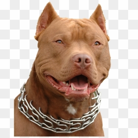 Hd Red Nose Pitbull Boy Transparent Png Image Download - Pitbull Puppy, Png Download - pitbull png