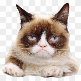 Grumpy Cat Face Png File - Grumpy Cat Calendar 2020, Transparent Png - grumpy cat png