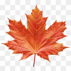 Vermont Maple Festival Maple Leaf Clip Art Image Portable - Canada Peace, HD Png Download - maple leaf png