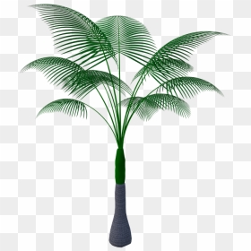 Plante Tropicale Png, Transparent Png - tropical png
