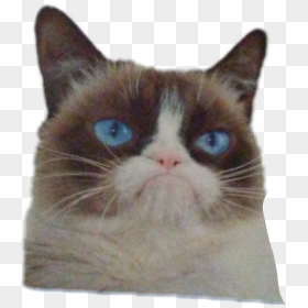 Transparent Grumpy Cat Png - Go Away Grumpy Cat, Png Download - grumpy cat png