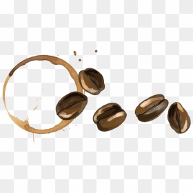 Coffee Bean Stain - White Walnut, HD Png Download - coffee stain png