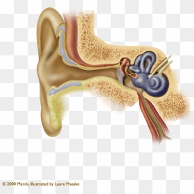 Inner Ear Png - Anatomy Of The Ear Png, Transparent Png - ear png