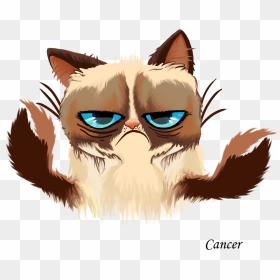 Grumpy Cat Kitten Cats And The Internet - Grumpy Cat Horoscope Signs, HD Png Download - grumpy cat png