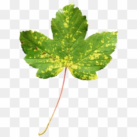 Maple Leaf Png Image - Transparent Leaf Png, Png Download - maple leaf png
