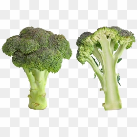 Green Broccoli Png Image - Broccoli Bad, Transparent Png - broccoli png