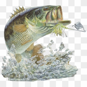 Bass Fishing Club, HD Png Download - fishing png