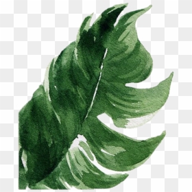 #palmtreeleaves #palmtree #tropical Leaves #tropicalleaves - Illustration, HD Png Download - tropical leaves png