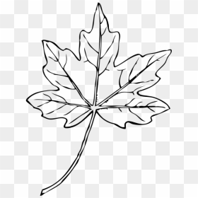 Maple Leaf Png Icons - Maple Leaf Black And White Png, Transparent Png - maple leaf png