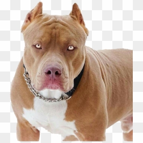 Transparent Pit Bull Png - Pit Bull, Png Download - pitbull png