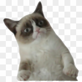Grumpy Cat Png File - Grumpy Cat Transparent Background, Png Download - grumpy cat png