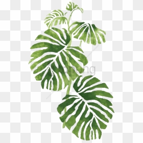 Free Png Transparent Tropical Png Image With Transparent - Geraamte Plant, Png Download - tropical png