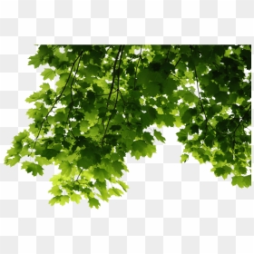 Leaves Corner - Trees Leaves Png, Transparent Png - maple leaf png