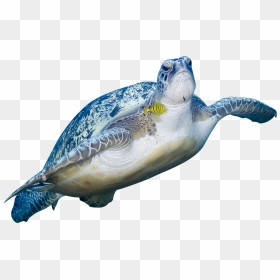 Green Sea Turtle Animal - Sea Turtle, HD Png Download - sea turtle png