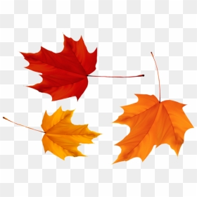 Red And Yellow Maple Leaves - Three Maple Leaves, HD Png Download - maple leaf png
