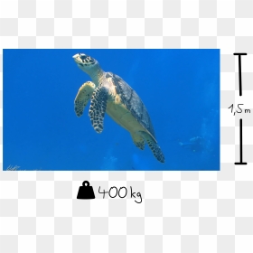 Some Selected Facts About Sea Turtles - Hawksbill Sea Turtle, HD Png Download - sea turtle png