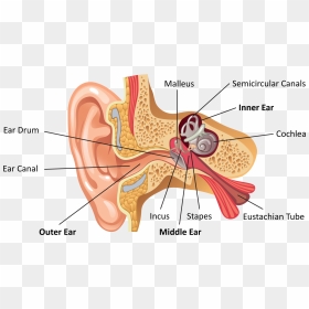 Ear Anatomy Labeled - Ear Parts Labeled, HD Png Download - ear png
