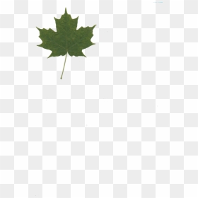Maple Leaf No Background, HD Png Download - maple leaf png