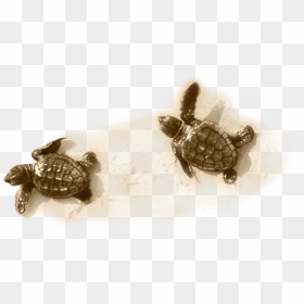 Little Turtle On Sand - Kemp's Ridley Sea Turtle, HD Png Download - sea turtle png
