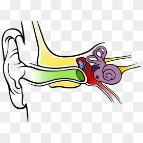 Images For Ear Anatomy Diagram Blank - Happens When Your Ears Pop, HD Png Download - ear png
