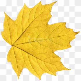 Free Png Download Autumn Leaves Clipart Png Photo Png - Yellow Leaf Png, Transparent Png - falling leaves png