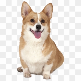 Cute Corgi Dog Png Photos - Wholesome Good Job Memes, Transparent Png - corgi png