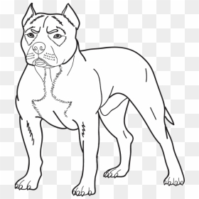 American Pitbull Terrier Drawing - Dog Drawing Amrican Pitbull, HD Png Download - pitbull png