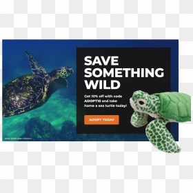 Adopt A Sea Turtle - Save The Turtles Facts, HD Png Download - sea turtle png