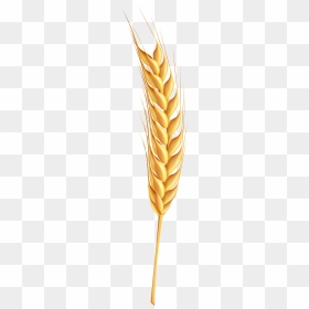 Wheat Ear Clipart - France, HD Png Download - ear png
