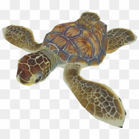 Pc / Computer - Turtle Hatchling In Transparent, HD Png Download - sea turtle png