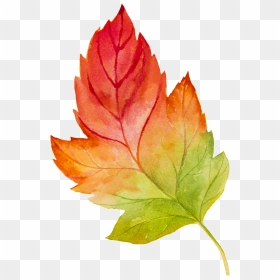 Transparent Vector Leaves Png - Maple Leaf Watercolour Transparent, Png Download - maple leaf png